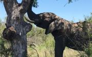 180111TLSuedafrikaElefant